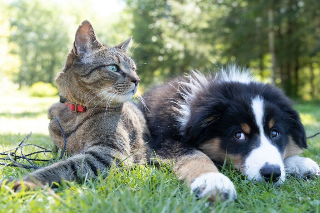 Omplacering av Hund och Katt från Dödsbo - Pick Pack Flytt